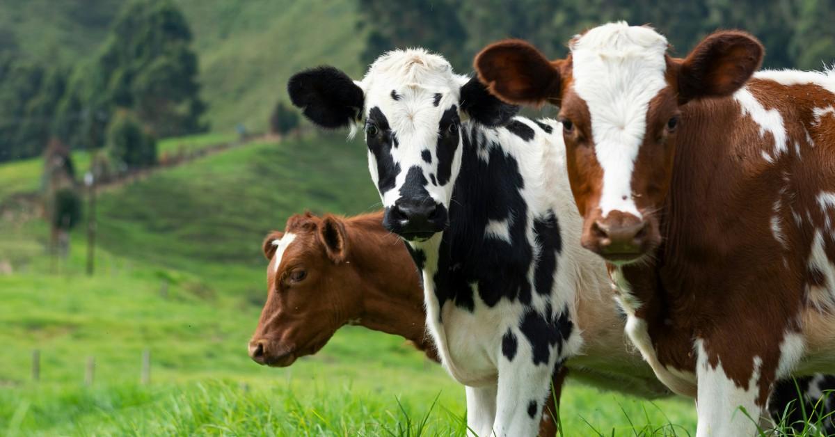 Brown, black, and white cows graze in a field