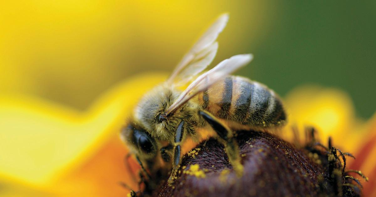 Bee collecting pollen