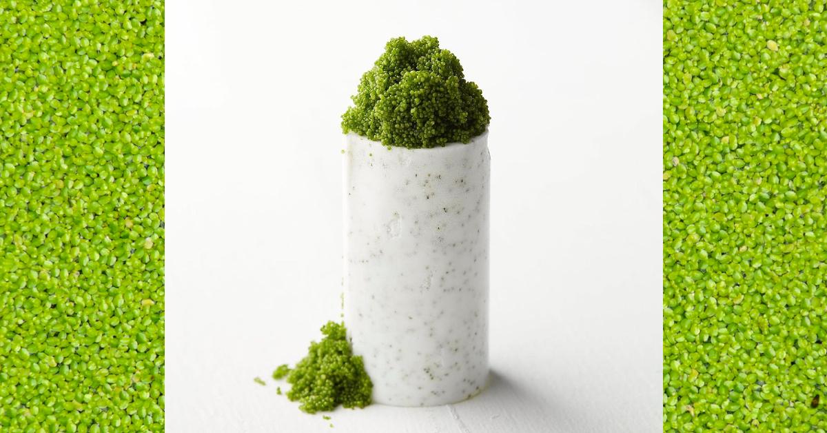 Backround image of water lentils with an image of a vessel full of water lentils from Wanna Greens layered on top 