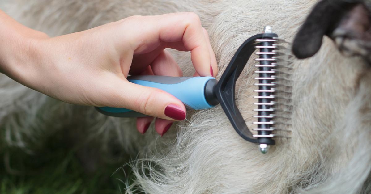 Close-up photo of hand brushing dog's coat