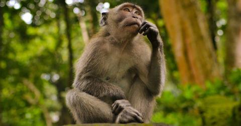 A macaque monkey looks off in the distance