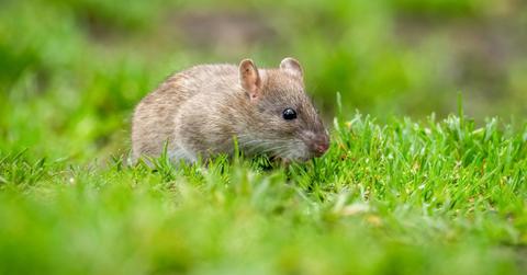 A small rodent sits in a green field