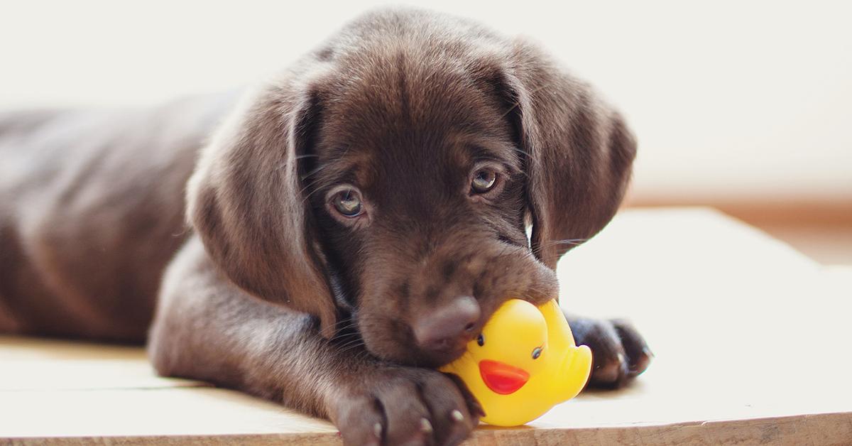 why do dogs like squeaky toys