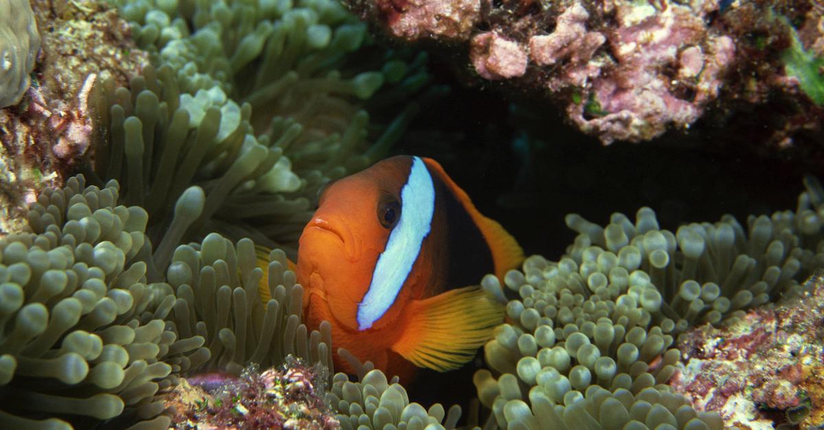 Great Barrier Reef