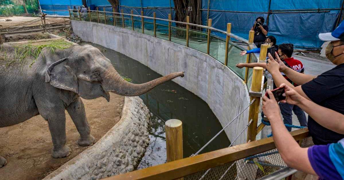 People are taking a photo of an elephant in a zoo. (Representative Cover Image Source: Getty Images | Ezra Acayan)