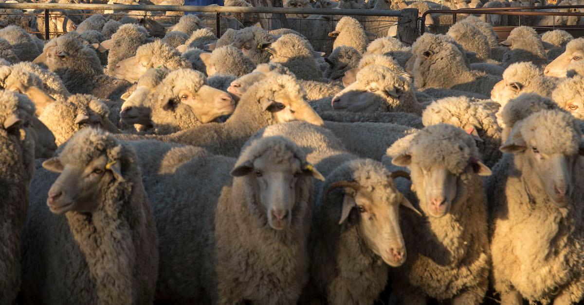 Is Merino Wool Sustainable? — MAKE FASHION BETTER