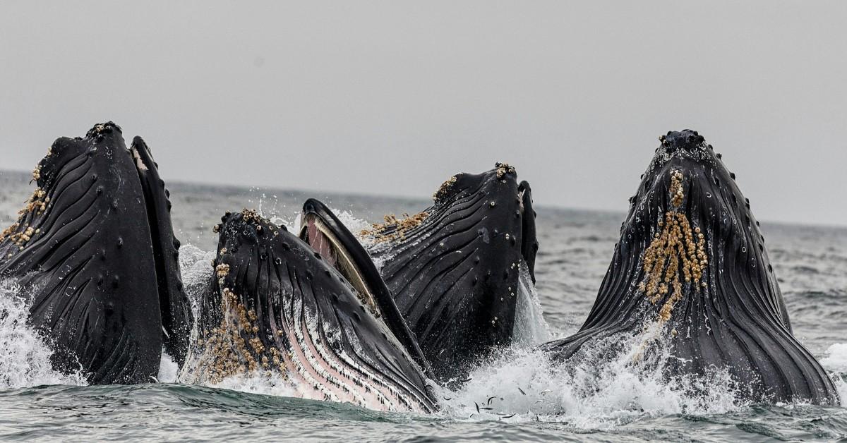 Four barnacle covered whales breach the surface of the ocean