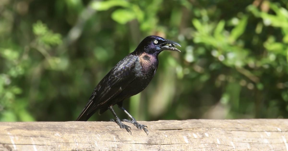 How to Get Rid of Grackles at Bird Feeders An Easy Guide