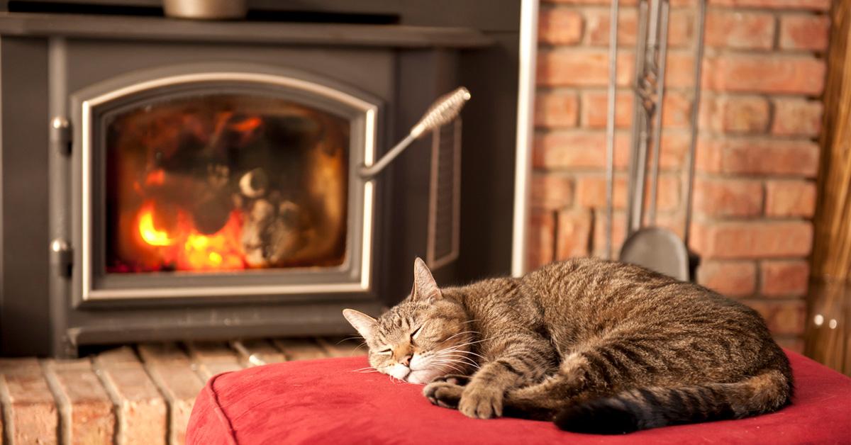 Cat sleeping in front of wood stove