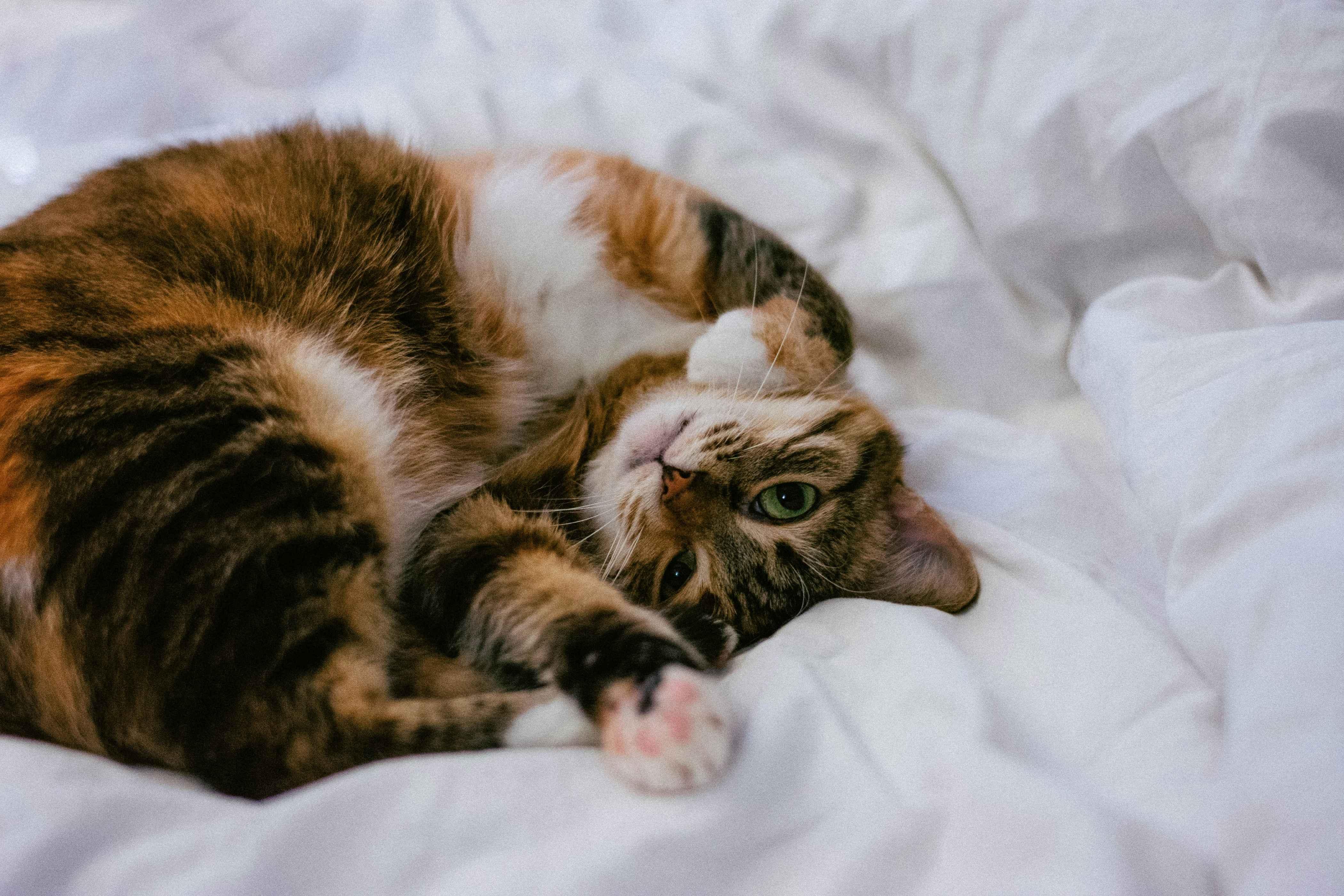 A cat lays on a white comforter while curled up with her paws out.