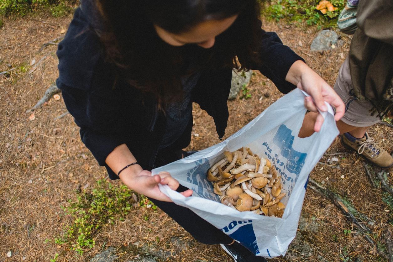 Mushroom Foraging