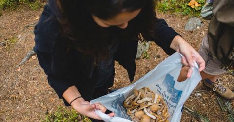 Mushroom Foraging