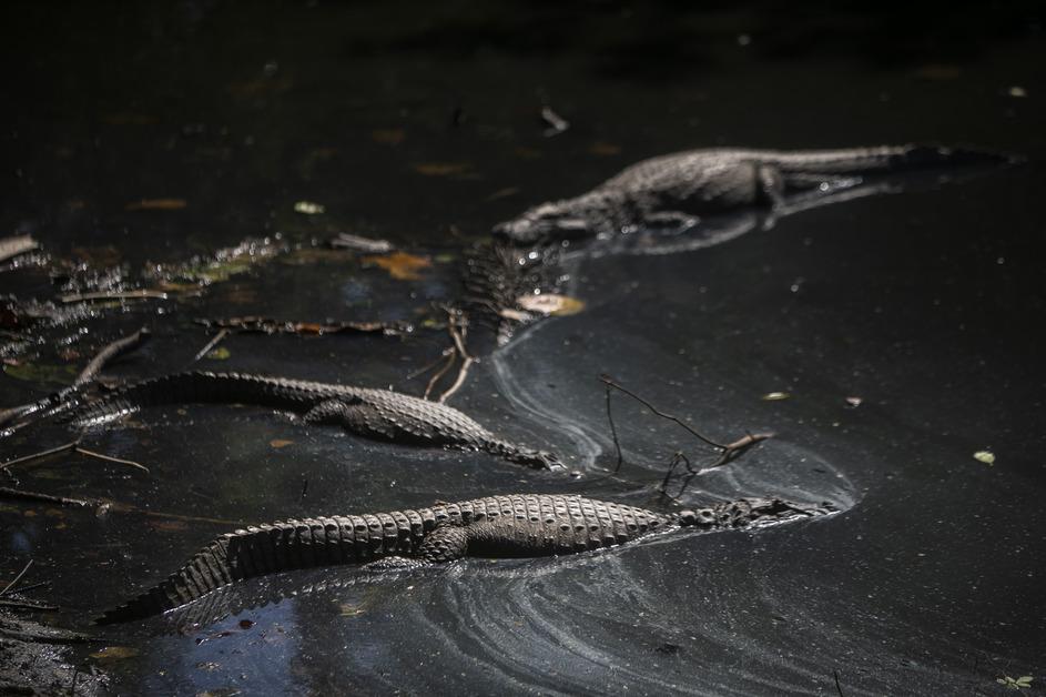 How Far North Do Alligators Live?