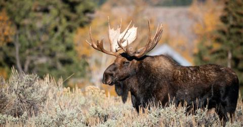 A large moose stands in an open field
