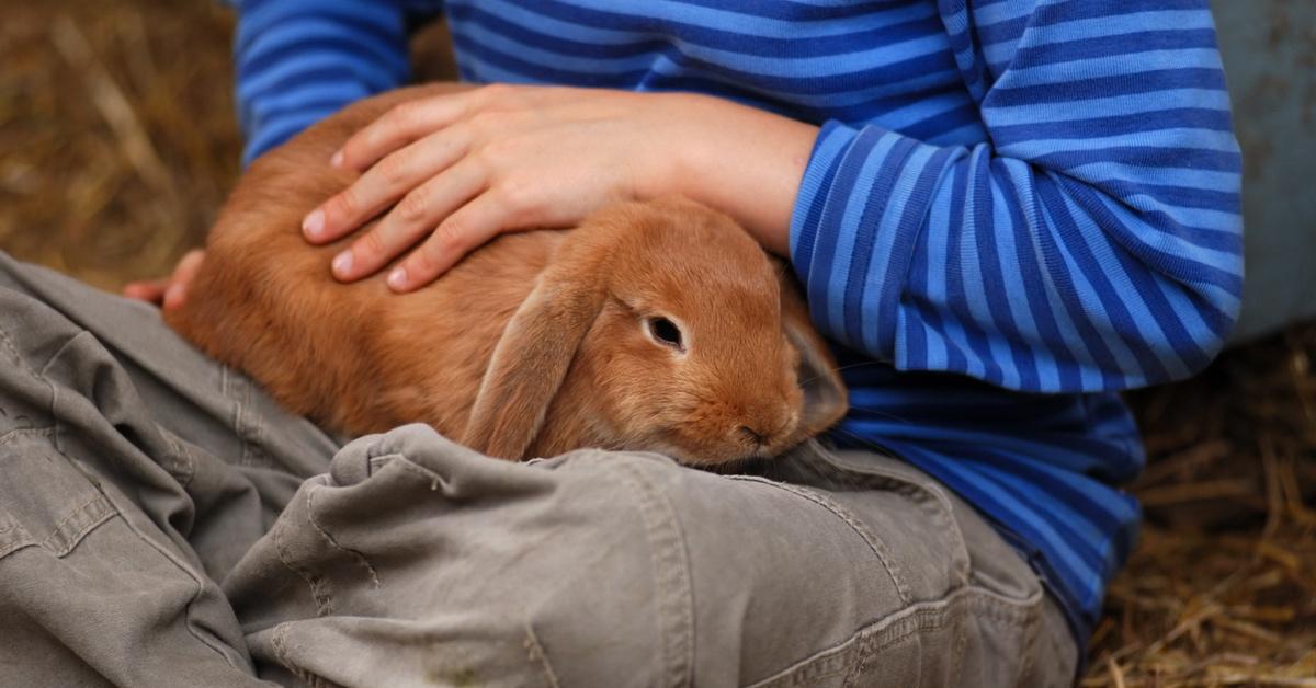 Child holding a tan bunny in his lap. 