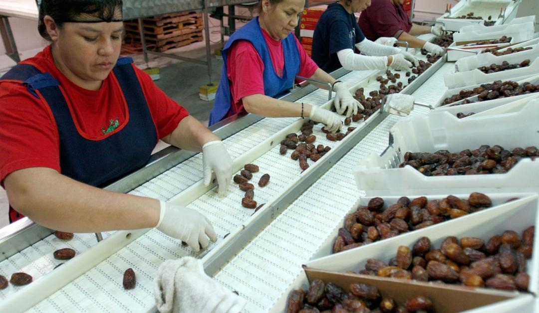 Four packing women sort Medjool Dates and pack them in the Coachella Valley 