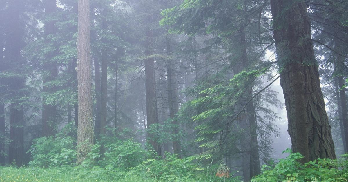 Redwoods in the fog. 