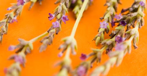 Lavender on an orange background.