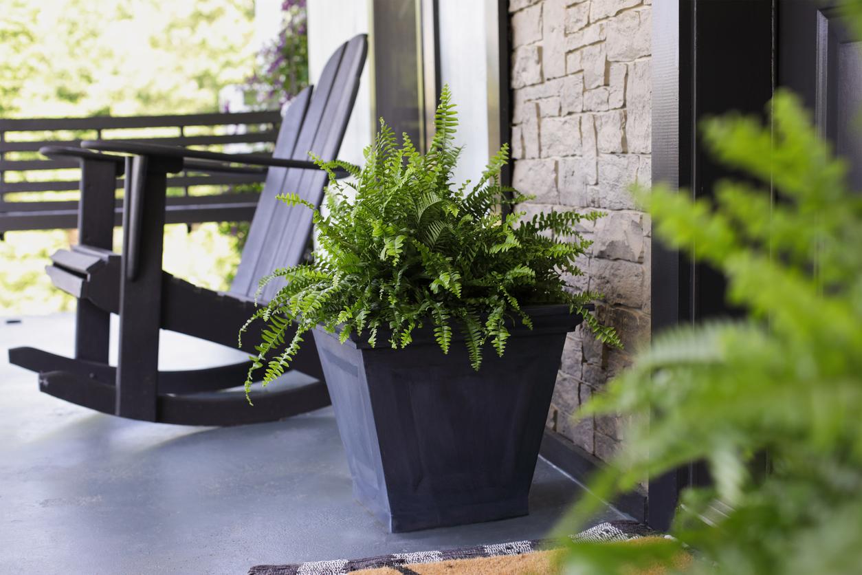 Large fern in square pot outside on shaded porch