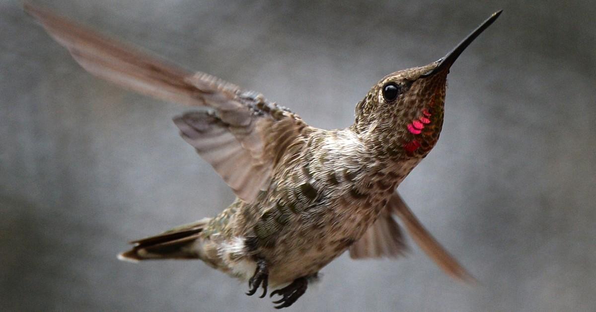 Hummingbird in flight