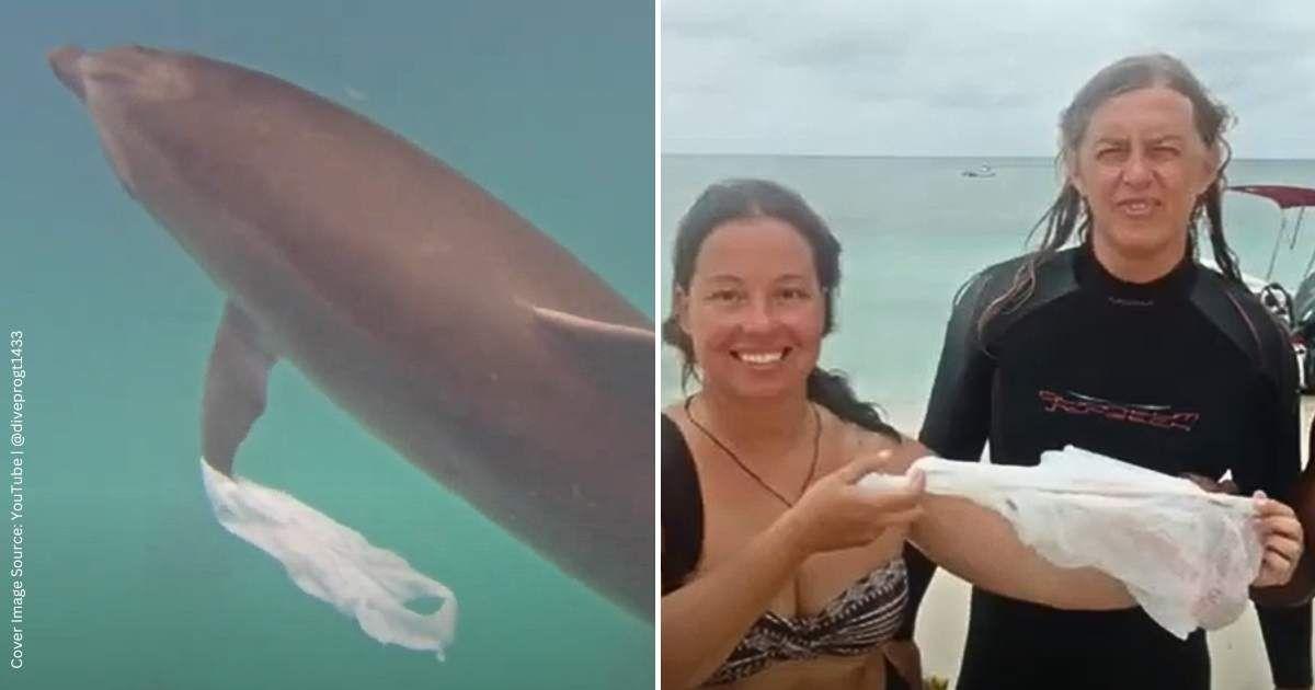 Screenshots of a dolphin handing over a plastic bag to humans. (Cover Image Source: YouTube | @diveprogt1433)