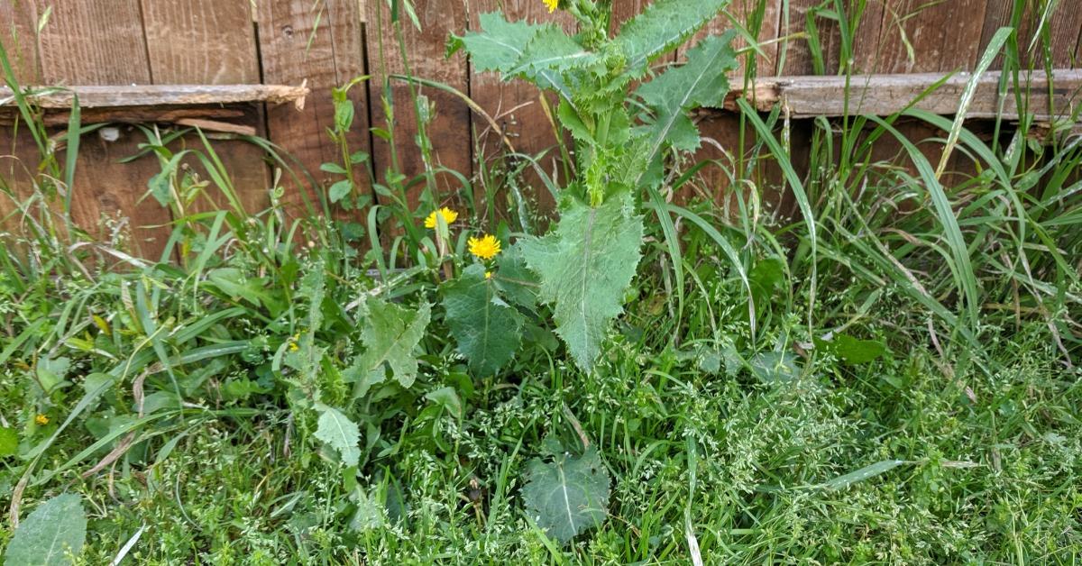 Natural Ways to Kill Weeds in Grass