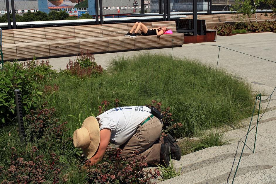 Gardener in New York City