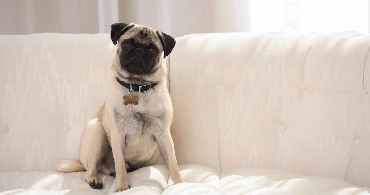 What Does It Mean When a Dog Tilts Their Head?