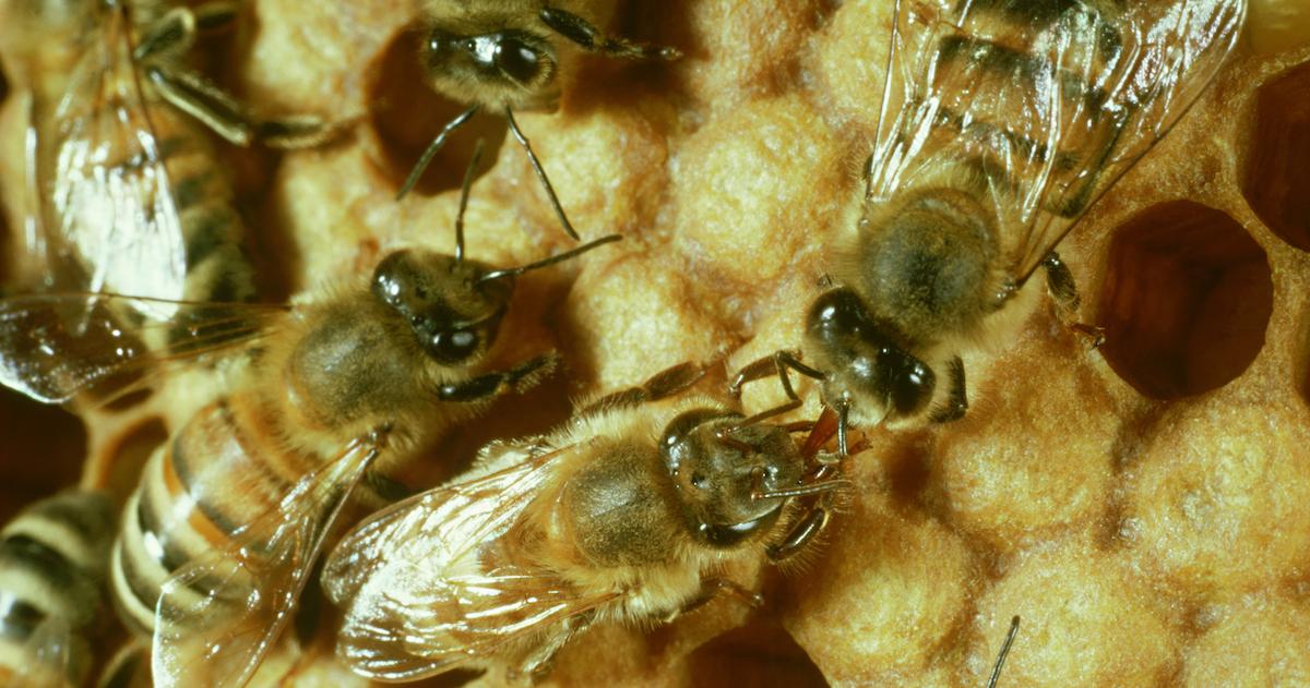 a natural scent to keep bees away from dogs