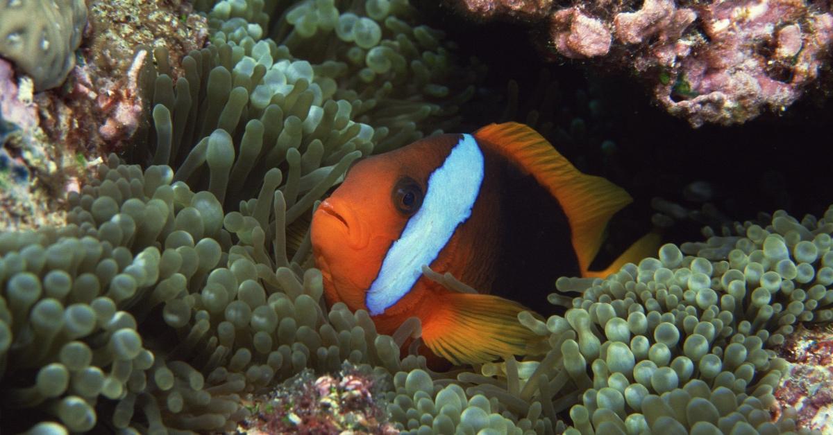 A clownfish hides in a coral reef.