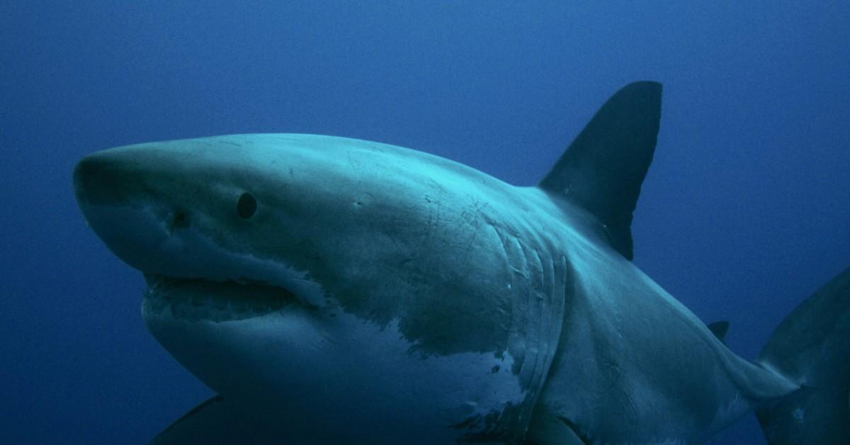 Closeup of a great white shark
