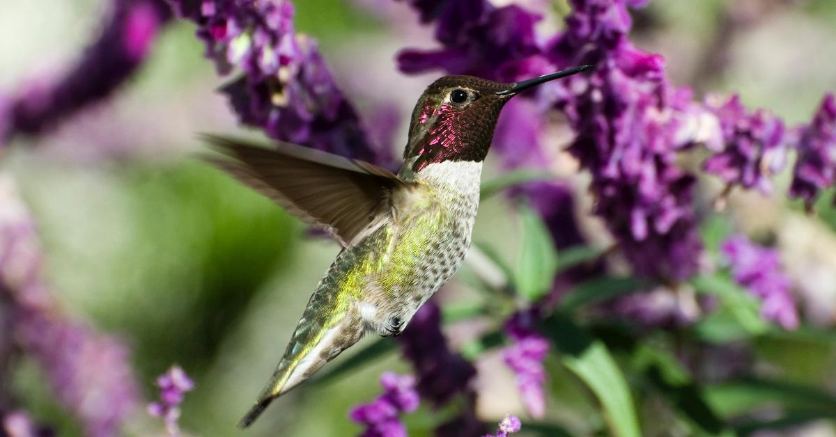 Anna's hummingbird, one of the birds to be renamed