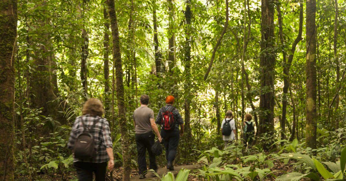 People hiking through the Amazon Rainforest. (Representative Cover Image Source: Getty Images | John Elk III)