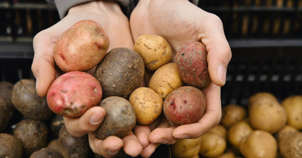 What Is Potato Milk? A Look Into the New Dairy-Free Alternative