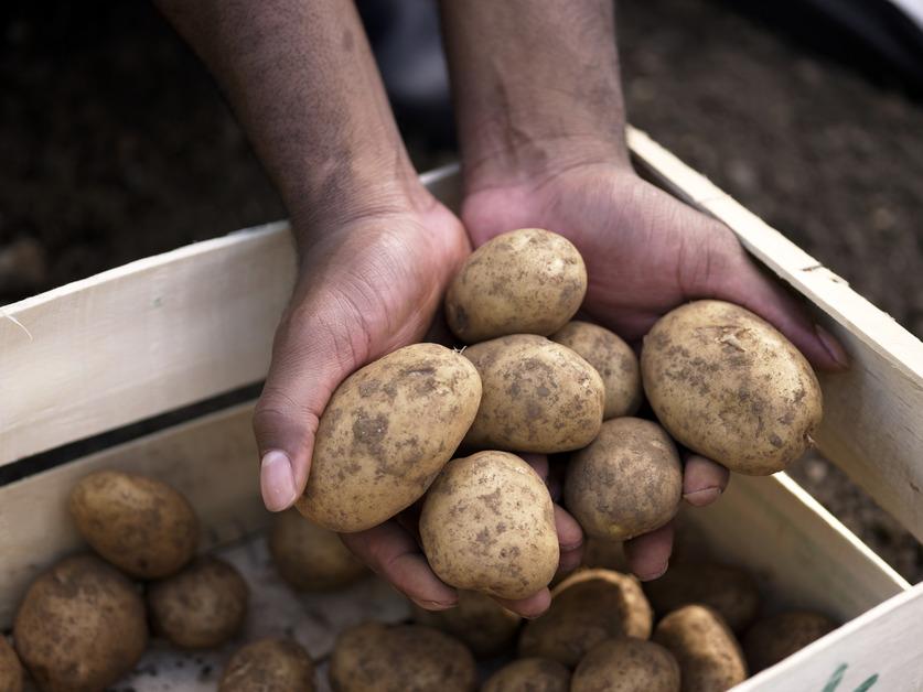 Organic potatoes