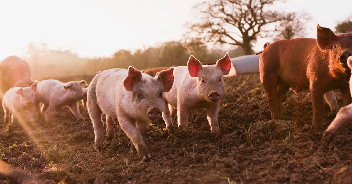 What Foods Are Not Sustainable?