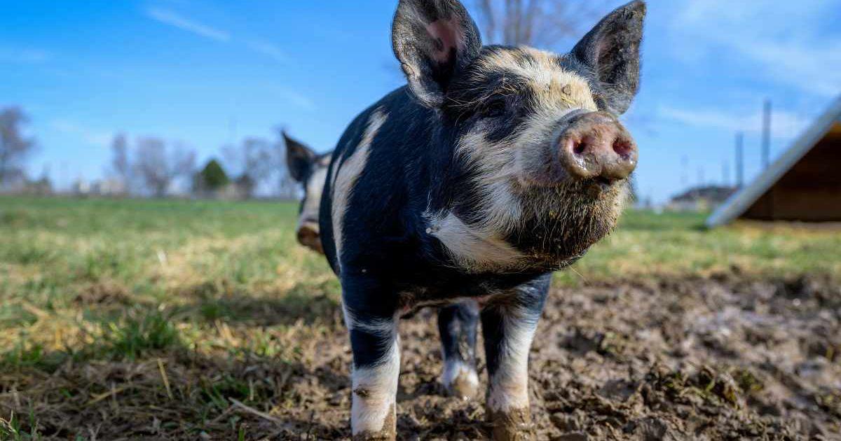 An adorable little pig in a murky puddle of mud. (Representative Cover Image Source: Pexels | Brett Sayles)