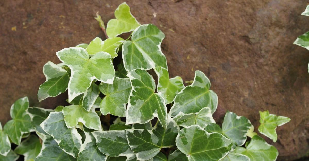 English ivy growing on the side of a brown rock wall. 