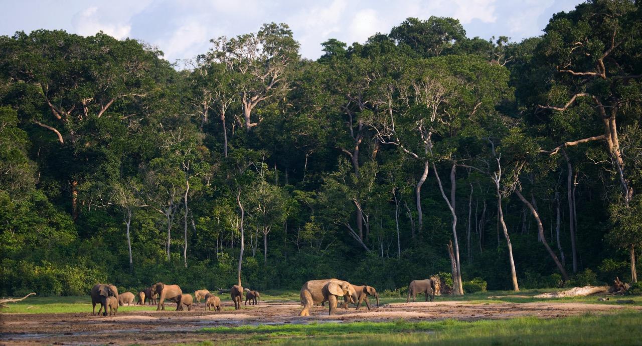 Elephants in the Wild