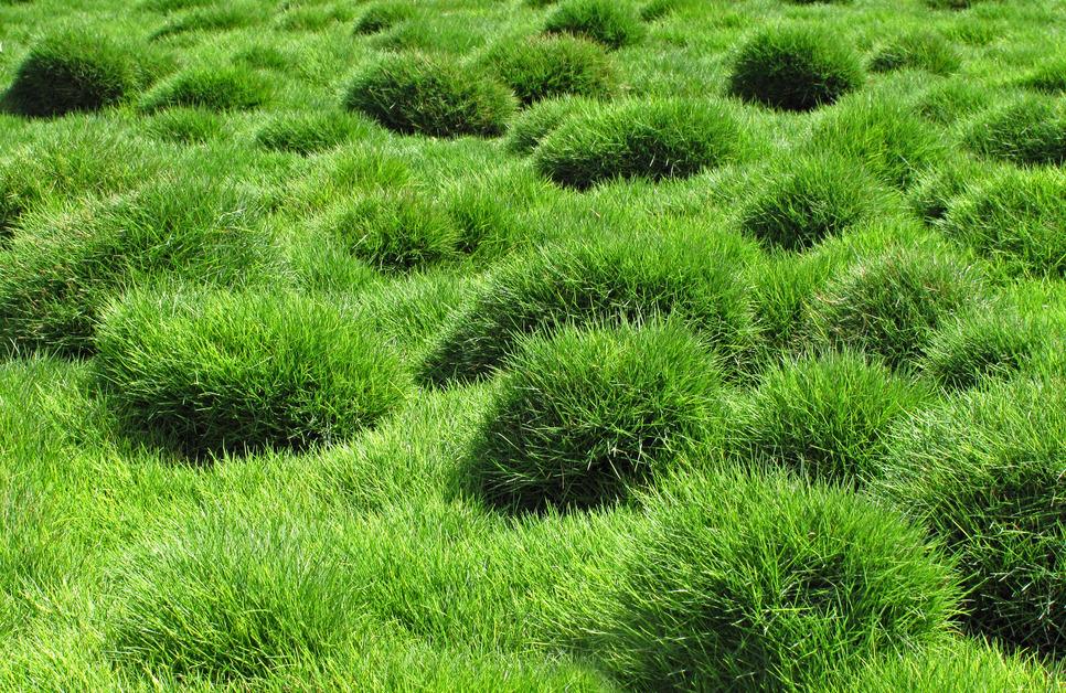 A close-up photo of Zoysia grass mounds.