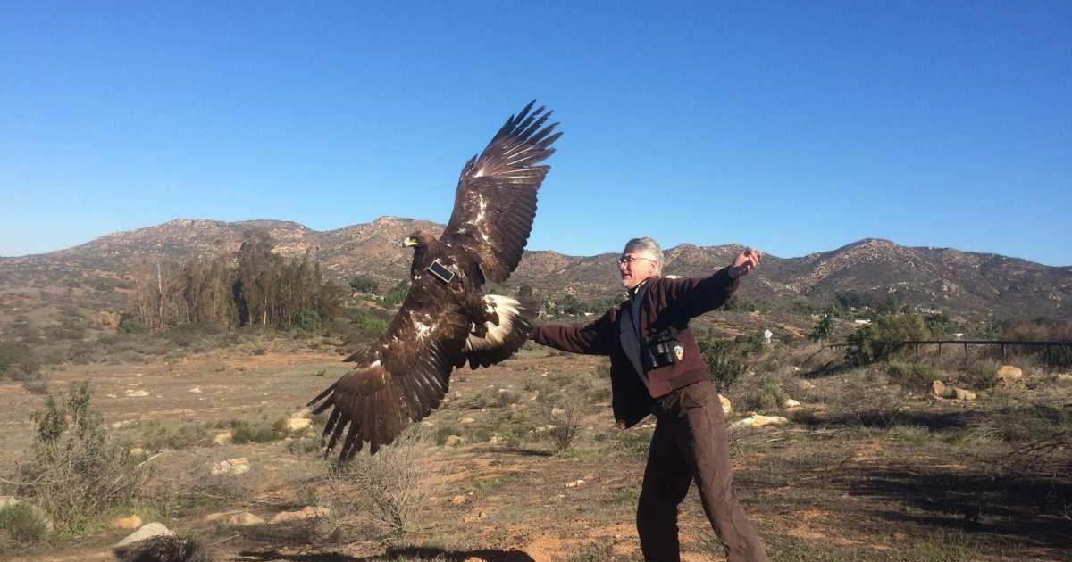 Scientists have been tracking Golden Eagles using tags for over a decade now. (Cover Image Source: Facebook | @U.S. Geological Survey (USGS))