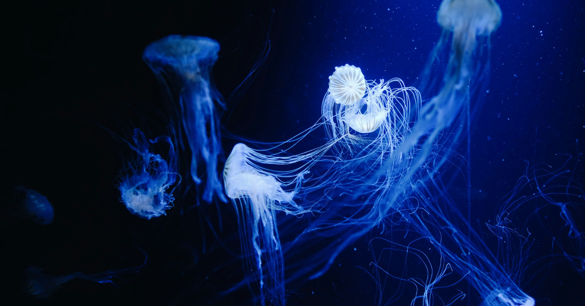 Jellyfish swim in together in the dark