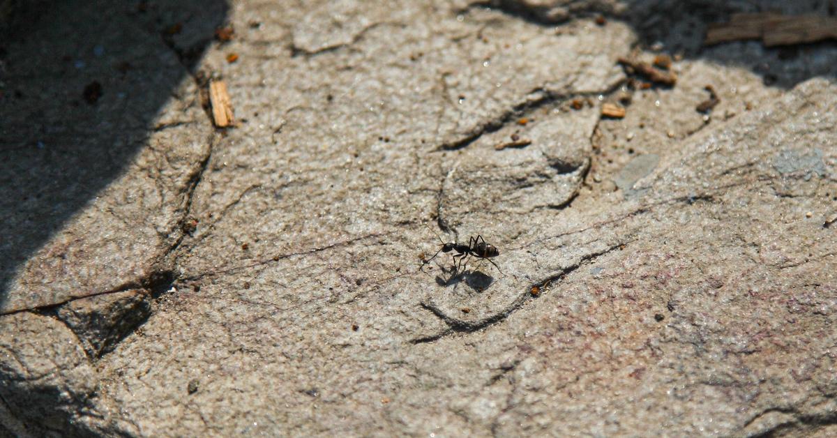 Black ant on a rock outside. 