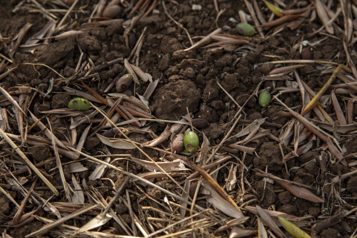 damaged olives on the ground