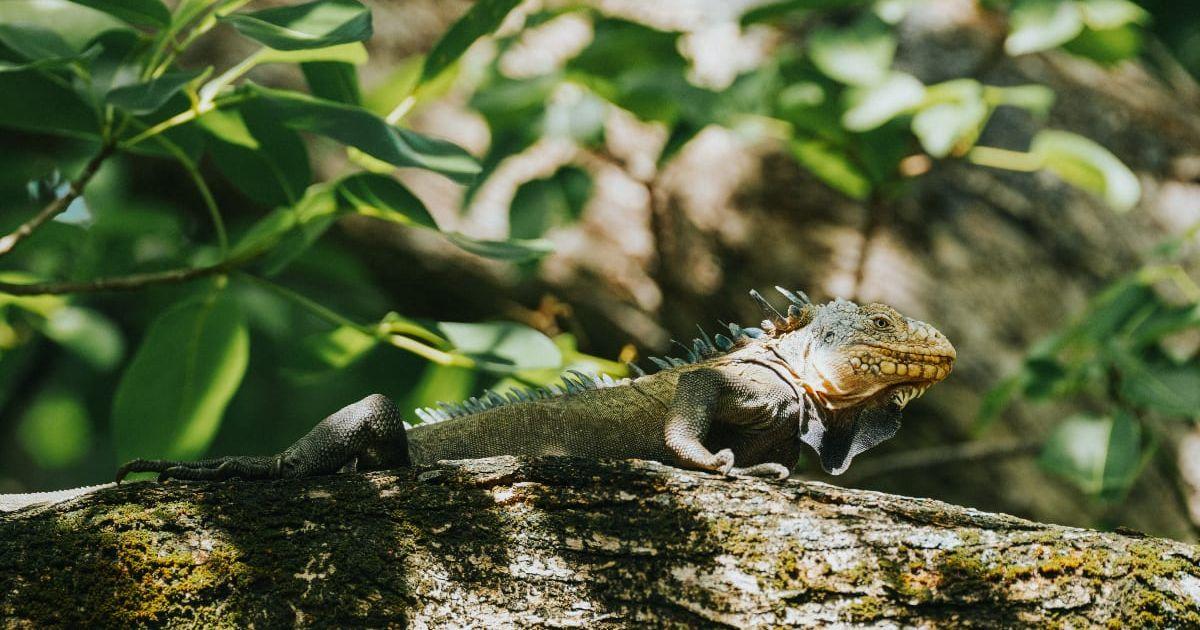 A Lesser Antillean Green Iguana resting on a tree (Representative Cover Image Source: Getty Images | Misha Martin)