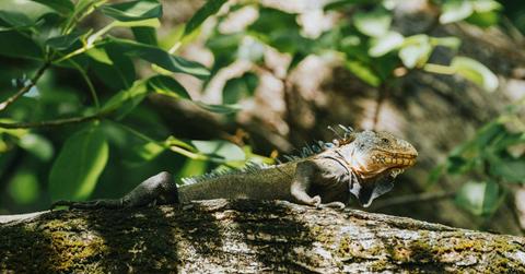 A Lesser Antillean Green Iguana resting on a tree (Representative Cover Image Source: Getty Images | Misha Martin)