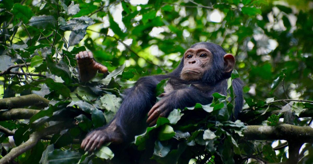 A young chimp relaxes in the tree canopy