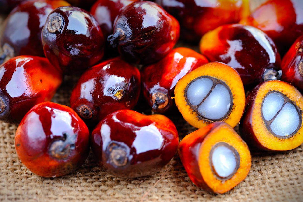 environmentally friendly palm oil fruit