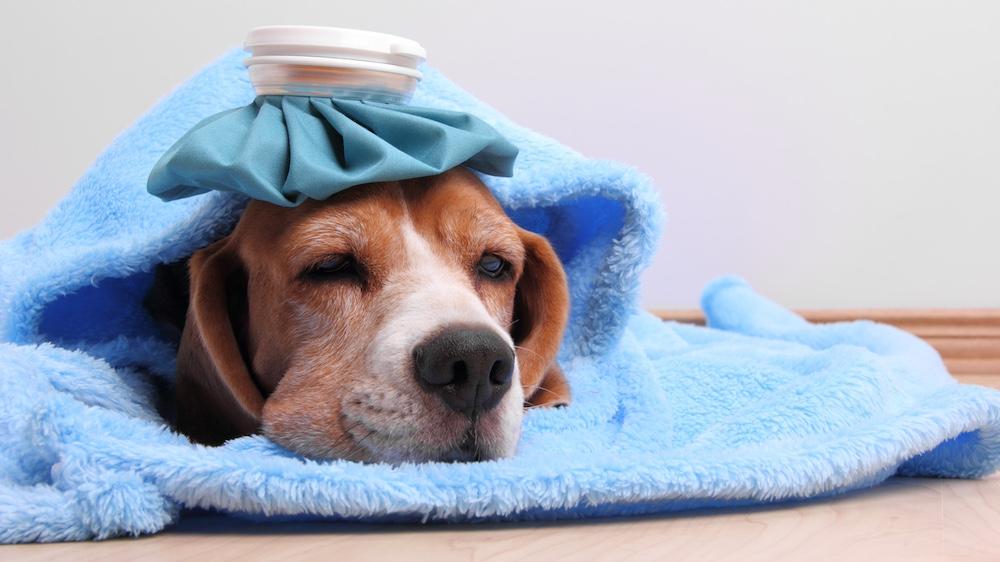 A brown dog with a blue ice bag on their head laying on floor with a blue blanket