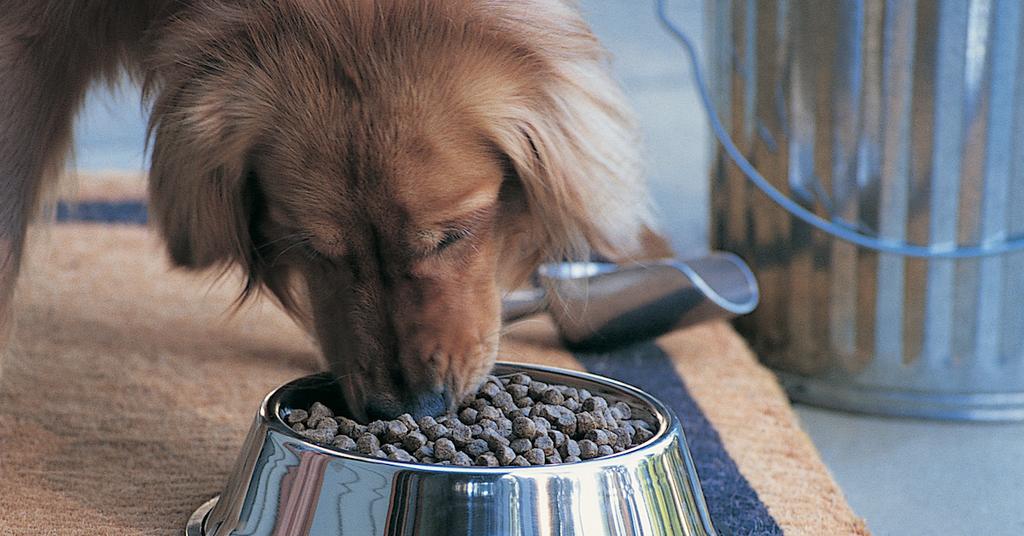 Picky No More Dog Food Ditch the Drama, Feed Your Pup!